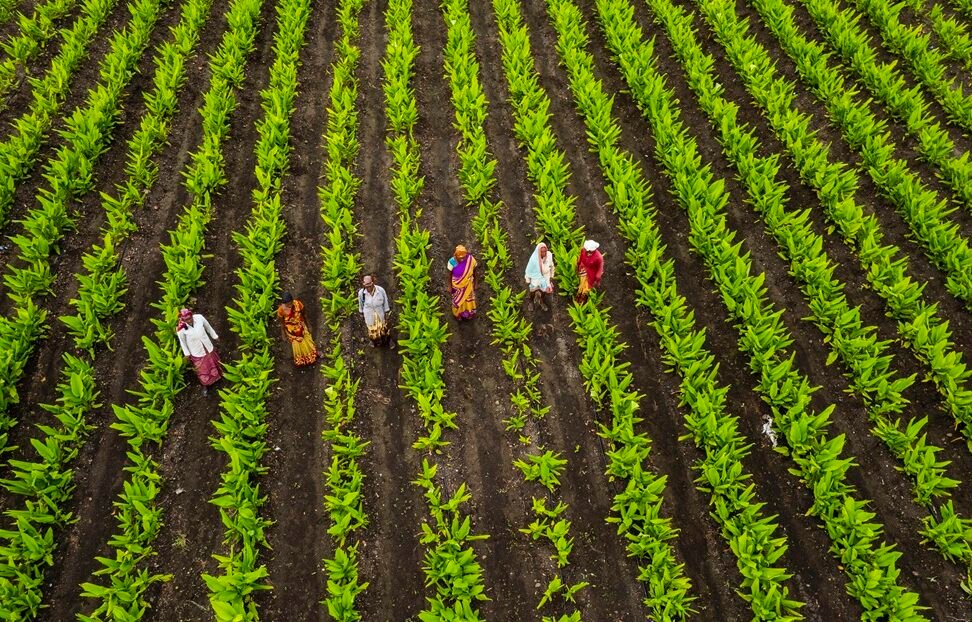 Aerial view of green agriculture field, India.